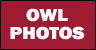 Owl Photos