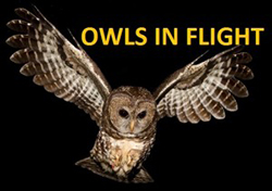 Owls in Flight; picture of flying Owl.