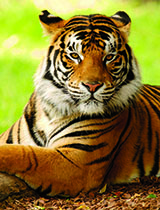 Mystical India: Tiger