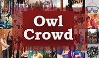 Owl Crowd