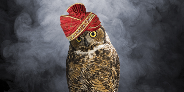 An Owl wearing a genie’s turban in front of smoke.