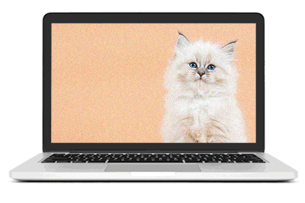 An illustration of computer screen showing a cat asking for the user’s password.
