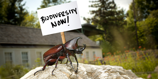 A photograph of a beatle holding a sign that reads “BIODIVERSITY NOW!” on Ambler Campus.