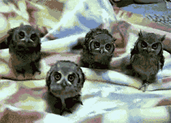 Baby Owls Gif