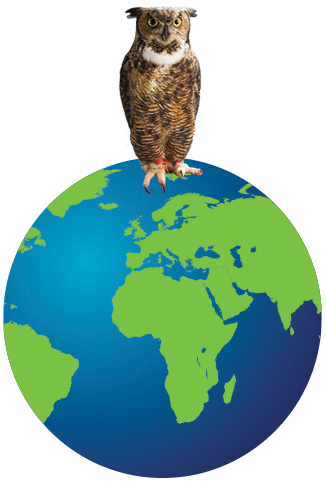 Illustration of the world with an owl sitting on top