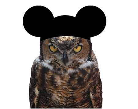 Stella, Temple’s live mascot owl, wearing a Mickey Mouse ear hat.