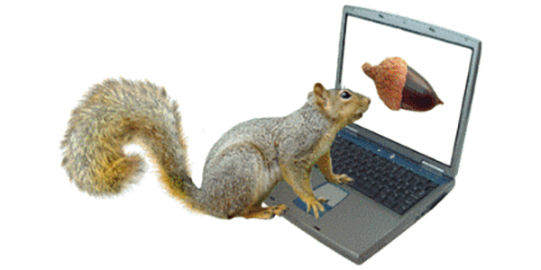 A moving image of a squirrel clicking through images on a laptop.