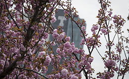 Cherry trees in bloom on campus with Morgan Hall in the background. 