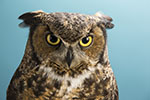 Stella, the live owl that serves as Temple’s mascot.